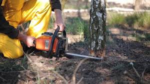 How Our Tree Care Process Works  in  West Point, VA